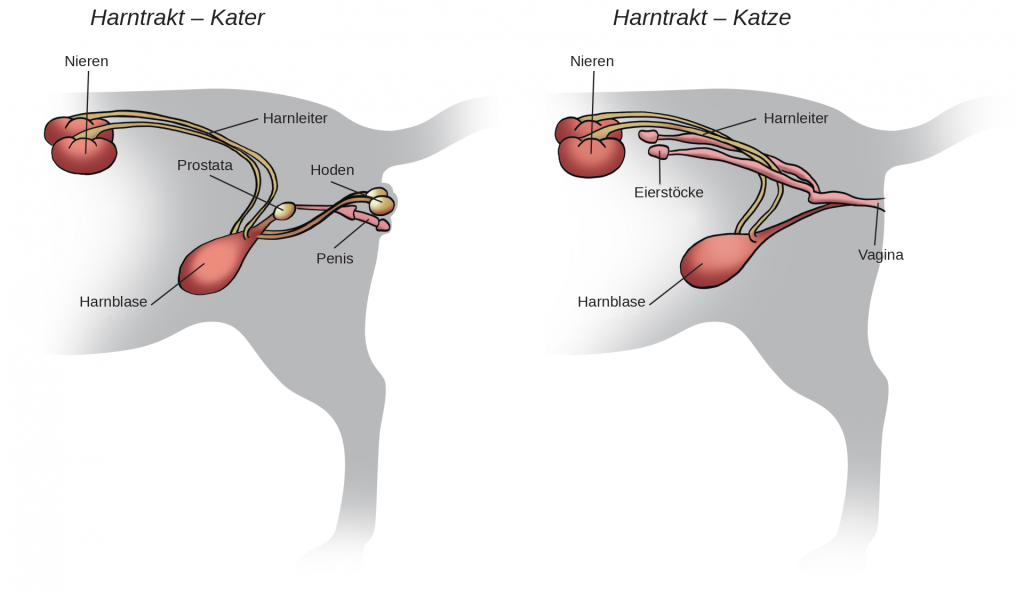 Harntrakt_Kater_Katze_DE
