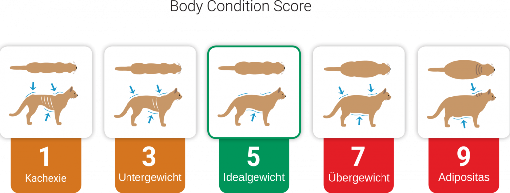 Body_Condition_Score_DE