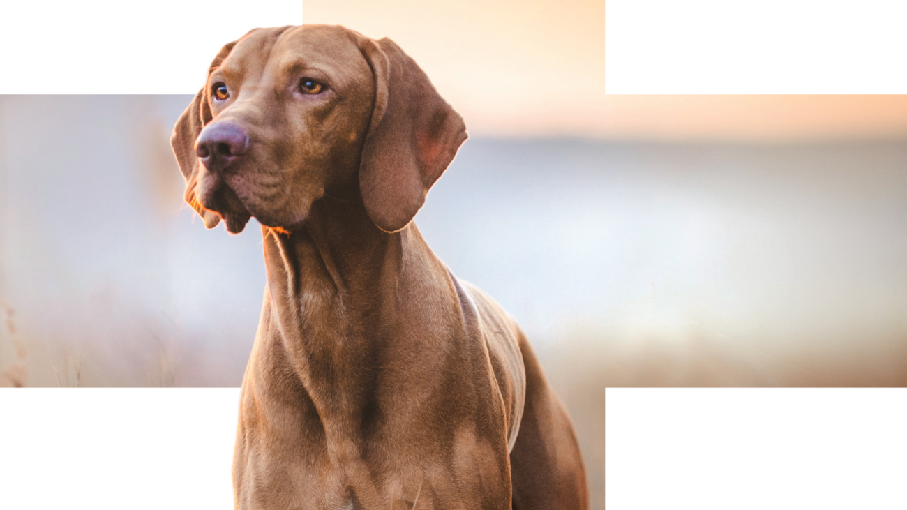 CALIBRA - VD - podklady pro www - Gastro - 6-21 - 9