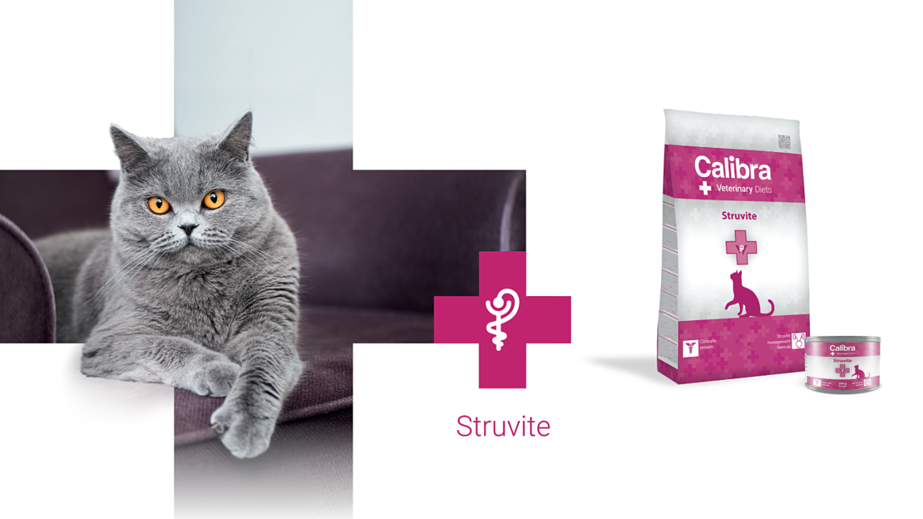 Cat_Struvite_úvodní foto update